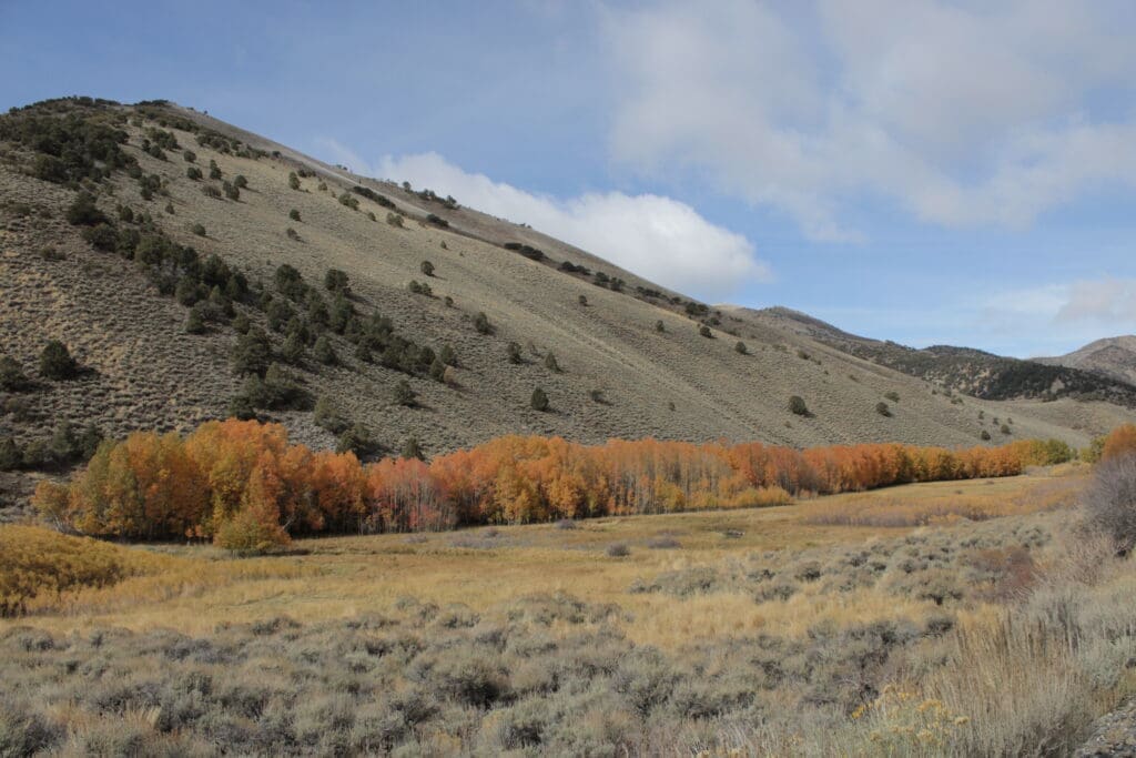 Fall color in Kingston Canyon